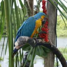 Hotelowa papuga Hotelowa papuga