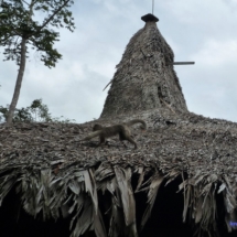 Hotelowa ? małpka Hotelowa ? małpka