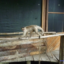 Hotelowa małpka Hotelowa małpka