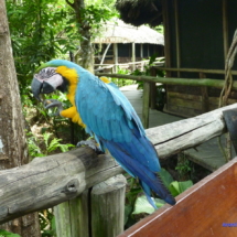 Hotelowa papuga Hotelowa papuga