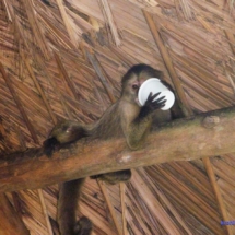 Hotelowa małpka pijaczka Hotelowa małpka pijaczka