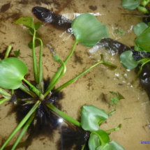 Hotelowa ryba elektryczna - można było dotknąć Hotelowa ryba elektryczna - można było dotknąć