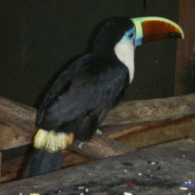 Hotelowy tukan Hotelowy tukan