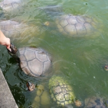 Karmienie żółwi przy lotnisku w Manaus Karmienie żółwi przy lotnisku w Manaus