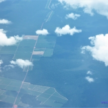 ... ale już coraz więcej dżungli jest wyciętej na pola uprawne ... ale już coraz więcej dżungli jest wyciętej na pola uprawne