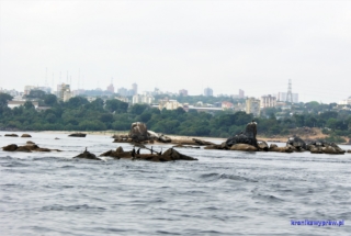 Rzeka Orinoko Rzeka Orinoko