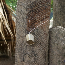 Drzewo kauczukowe Drzewo kauczukowe