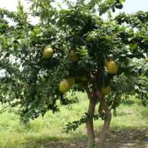 Dorodne owoce Dorodne owoce