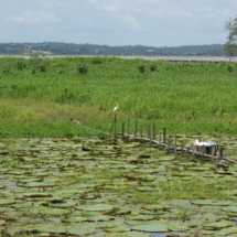 Amazoński widoczek Amazoński widoczek