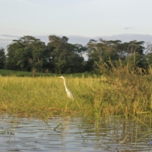 Amazoński widoczek Amazoński widoczek