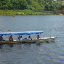 Amazoński gimbus Amazoński gimbus