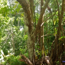 Drzewo i owoce kakao Drzewo i owoce kakao