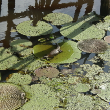 Wiktoria królewska - nośność liścia do 75 kg Wiktoria królewska - nośność liścia do 75 kg