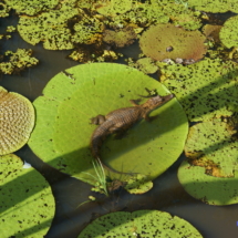 Wiktoria królewska - nośność liścia do 75 kg Wiktoria królewska - nośność liścia do 75 kg