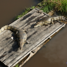 Karmienie aligatorów Karmienie aligatorów