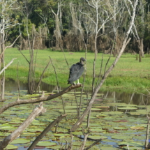 Amazoński ptaszek Amazoński ptaszek