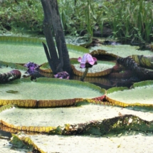 Wiktoria królewska - kwiat Wiktoria królewska - kwiat