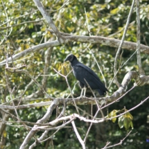 Amazoński ptaszek Amazoński ptaszek