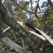 Amazoński ptaszek Amazoński ptaszek