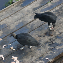 Sępy też swoje dostaną Sępy też swoje dostaną