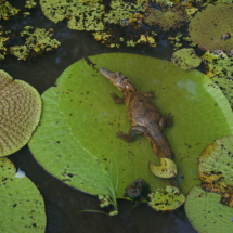 Wiktoria królewska - nośność liścia do 75 kg Wiktoria królewska - nośność liścia do 75 kg