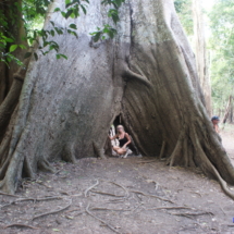 Takie sobie drzewko Takie sobie drzewko