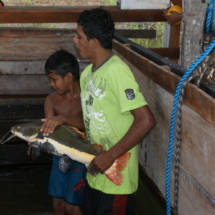 Sum amazoński Sum amazoński