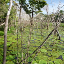 Wiktoria królewska - liście mogą mieć do 4m średnicy Wiktoria królewska - liście mogą mieć do 4m średnicy