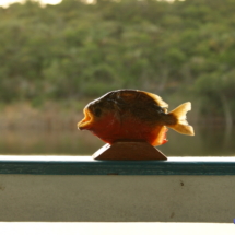 Ta pirania dała się złapać Ta pirania dała się złapać