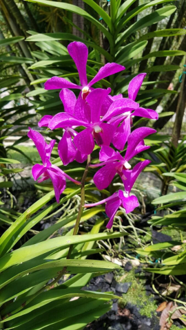 2Borneo-Orchid0009