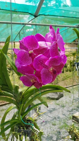 2Borneo-Orchid0013
