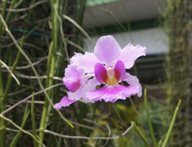 2Borneo-Orchid0023
