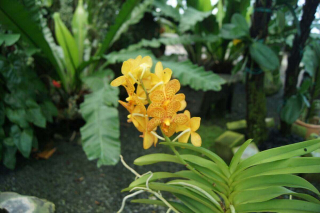 2Borneo-Orchid0027