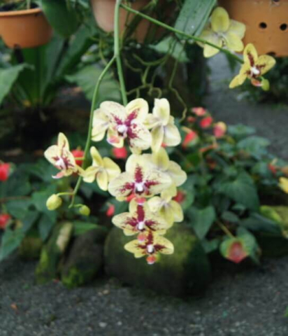 2Borneo-Orchid0029-e1521482505761