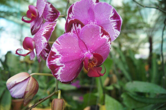 2Borneo-Orchid0033