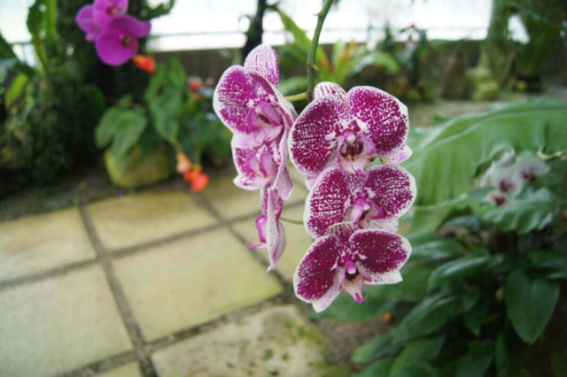 2Borneo-Orchid0034