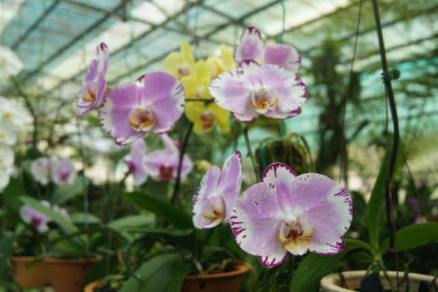 2Borneo-Orchid0036
