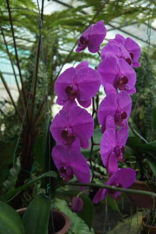 2Borneo-Orchid0037