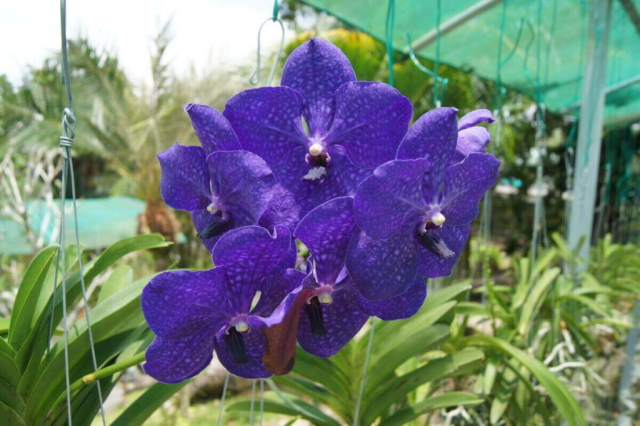 2Borneo-Orchid0061