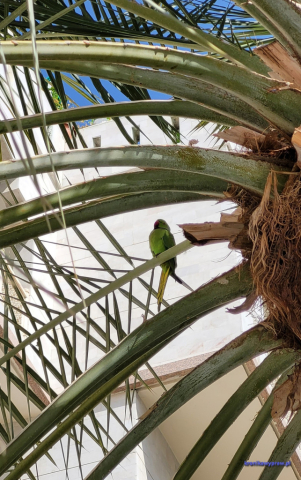 Hotel Muscat Oasis Hotel Muscat Oasis