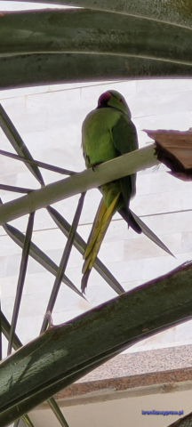 Hotel Muscat Oasis Hotel Muscat Oasis