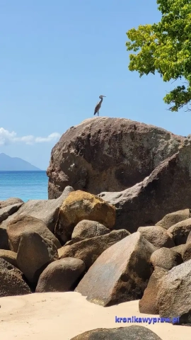 Plaża Bel Ombre_011