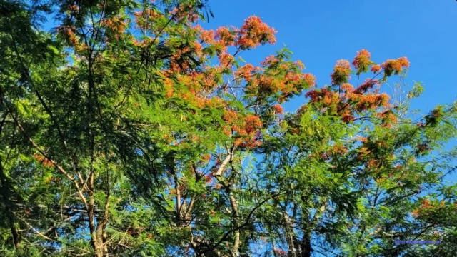 Puerto Iguazu