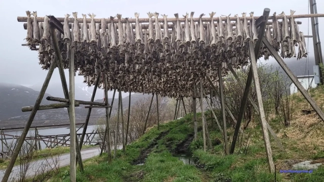 Norwegia2023-05-18_042