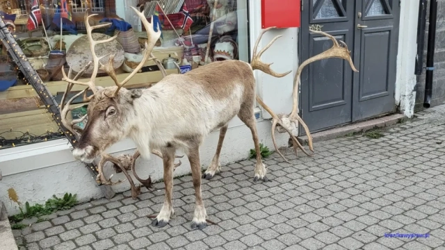 Norwegia2023-05-20_076