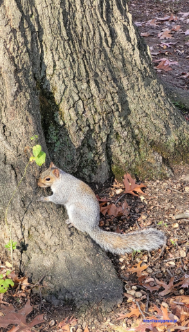 NowyJork2024-11-29_140