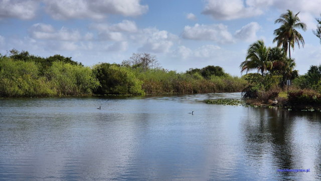 Everglades2025-02-13_011