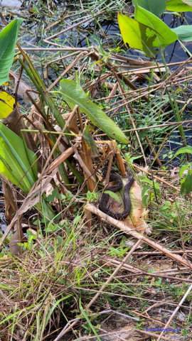 Everglades2025-02-13_013