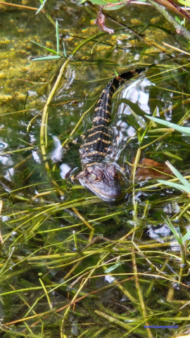 Everglades2025-02-13_014