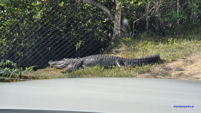 Everglades2025-02-13_023